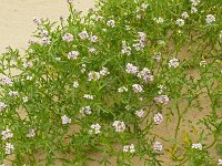 Cakile maritima 57, Zeeraket, Saxifraga-Hans Grotenhuis