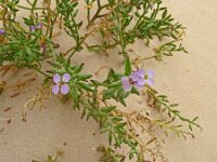 Cakile maritima 60, Zeeraket, Saxifraga-Hans Grotenhuis