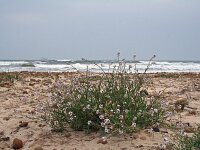 Cakile maritima 8, Zeeraket, Saxifraga-Jeroen Willemsen