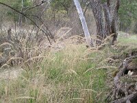 Calamagrostis argentea