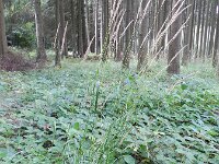 Calamagrostis arundinacea 2, Bosstruisriet, Saxifraga-Rutger Barendse