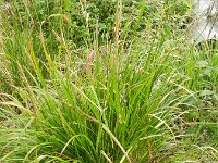 Calamagrostis arundinacea 3, Bosstruisriet, Saxifraga-Rutger Barendse
