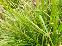 Calamagrostis arundinacea 5, Bosstruisriet, Saxifraga-Rutger Barendse