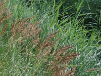 Calamagrostis canescens, Purple Small-reed