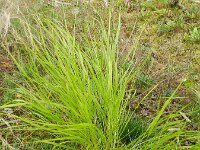 Calamagrostis canescens 6, Hennegras, Saxifraga-Rutger Barendse