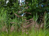 Calamagrostis canescens 7, Hennegras, Saxifraga-Rutger Barendse