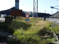 Calamagrostis epigejos 10, Duinriet, Saxifraga-Rutger Barendse