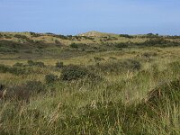 Calamagrostis epigejos 17, Duinriet, Saxifraga-Hans Boll