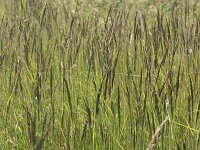 Calamagrostis epigejos 2, Duinriet, Saxifraga-Peter Meininger
