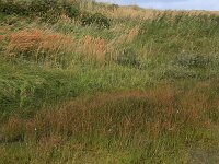 Calamagrostis epigejos 30, Duinriet, Saxifraga-Hans Boll