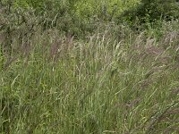 Calamagrostis epigejos 32, Duinriet, Saxifraga-Willem van Kruijsbergen