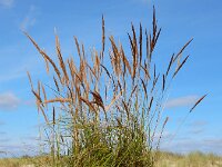 Calamagrostis epigejos 34, Duinriet, Saxifraga-Ed Stikvoort