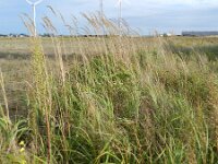 Calamagrostis epigejos 6, Duinriet, Saxifraga-Rutger Barendse