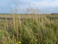 Calamagrostis epigejos 7, Duinriet, Saxifraga-Rutger Barendse