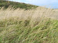 Calamagrostis epigejos 8, Duinriet, Saxifraga-Rutger Barendse