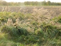 Calamagrostis epigejos 9, Duinriet, Saxifraga-Rutger Barendse