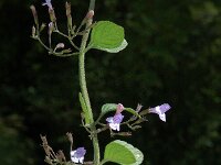 Calamintha ascendens, Common Calamint