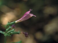 Calamintha grandiflora 5, Saxifraga-Jan van der Straaten