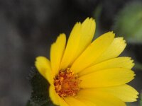 Calendula aegyptiaca