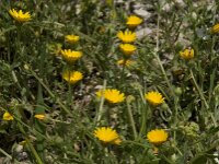 Calendula arvensis, Field Marigold