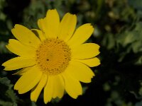 Calendula arvensis 11, Akkergoudsbloem, Saxifraga-Willem van Kruijsbergen