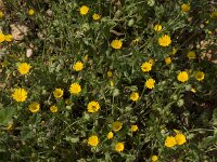 Calendula arvensis 18, Akkergoudsbloem, Saxifraga-Willem van Kruijsbergen