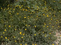 Calendula arvensis 19, Akkergoudsbloem, Saxifraga-Willem van Kruijsbergen