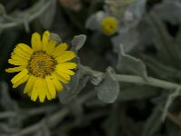 Calendula arvensis 20, Akkergoudsbloem, Saxifraga-Willem van Kruijsbergen
