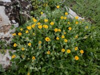 Calendula arvensis 29, Akkergoudsbloem, Saxifraga-Ed Stikvoort