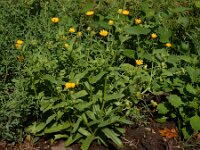 Calendula arvensis 34, Akkergoudsbloem, Saxifraga-Ed Stikvoort