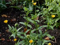 Calendula arvensis 36, Akkergoudsbloem, Saxifraga-Ed Stikvoort