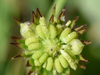 Calendula arvensis 39, Akkergoudsbloem, Saxifraga-Sonja Bouwman