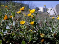 Calendula arvensis 4, Akkergoudsbloem, Saxifraga-Rutger Barendse