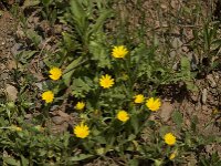Calendula arvensis 6, Akkergoudsbloem, Saxifraga-Jan van der Straaten