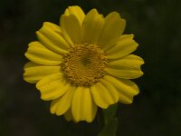 Calendula arvensis 8, Akkergoudsbloem, Saxifraga-Willem van Kruijsbergen