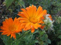 Calendula officinalis 7, Tuingoudsbloem, Saxifraga-Rutger Barendse