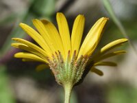 Calendula suffruticosa 14, Saxifraga-Sonja Bouwman