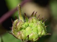 Calendula suffruticosa 16, Saxifraga-Sonja Bouwman