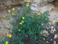 Calendula suffruticosa ssp algarbiensis 10, Saxifraga-Ed Stikvoort