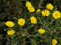 Calendula suffruticosa ssp algarbiensis 2, Saxifraga-Willem van Kruijsbergen