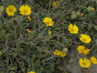 Calendula suffruticosa ssp algarbiensis 3, Saxifraga-Willem van Kruijsbergen