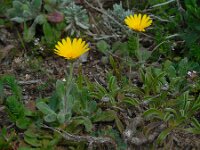 Calendula suffruticosa ssp algarbiensis 8, Saxifraga-Ed Stikvoort