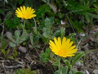 Calendula suffruticosa ssp algarbiensis 9, Saxifraga-Ed Stikvoort