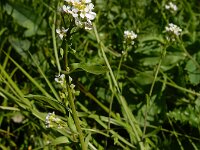 Calepina irregularis