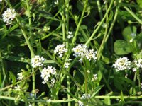 Calepina irregularis 11, Kalkraket, Saxifraga-Jasenka Topic