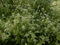 Calepina irregularis 16, Kalkraket, Saxifraga-Ed Stikvoort