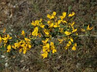 Calicotome spinosa
