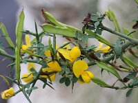 Calicotome spinosa 2, Saxifraga-Rutger Barendse