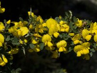 Calicotome villosa 15, Saxifraga-Willem van Kruijsbergen