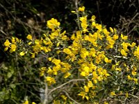 Calicotome villosa 21, Saxifraga-Jan van der Straaten